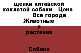 щенки китайской хохлатой собаки › Цена ­ 15 000 - Все города Животные и растения » Собаки   . Кемеровская обл.,Ленинск-Кузнецкий г.